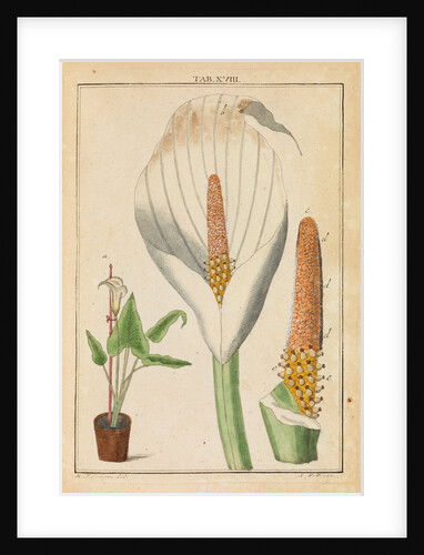 Arum lily by Martin Frobene Ledermuller