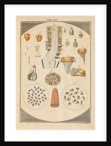Arum lily dissected by Martin Frobene Ledermuller