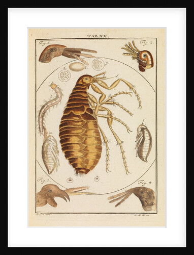 Fleas by Martin Frobene Ledermuller