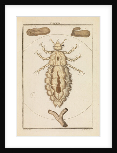 Head louse by Martin Frobene Ledermuller