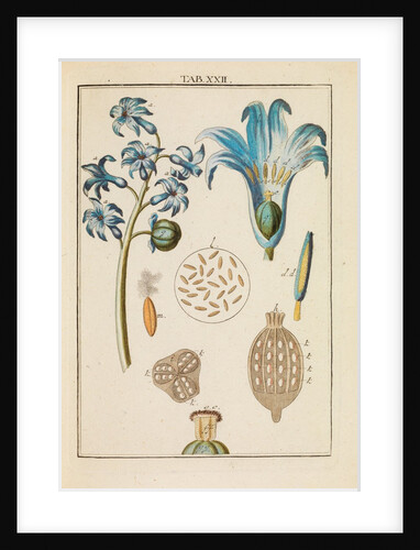 Blue hyacinth pollen by Martin Frobene Ledermuller