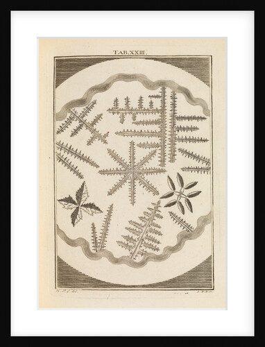 Ammonia salt by Martin Frobene Ledermuller