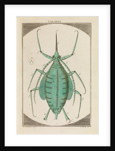 Aphid by Martin Frobene Ledermuller