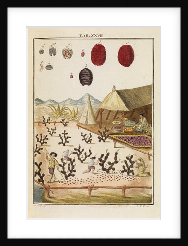 Cochineal by Martin Frobene Ledermuller