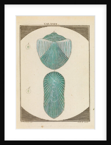 Fish scales by Martin Frobene Ledermuller