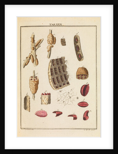 Lac bugs by Martin Frobene Ledermuller