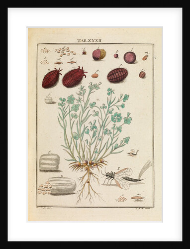 ‘Cocchus Polonicus’ by Martin Frobene Ledermuller