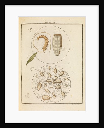 Caterpillar and flour mites by Martin Frobene Ledermuller