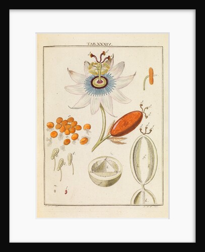 Passion flower pollen by Martin Frobene Ledermuller