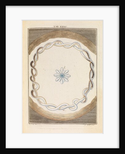 Coral salt by Martin Frobene Ledermuller