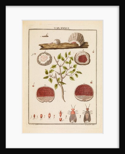 Kermes insect by Martin Frobene Ledermuller