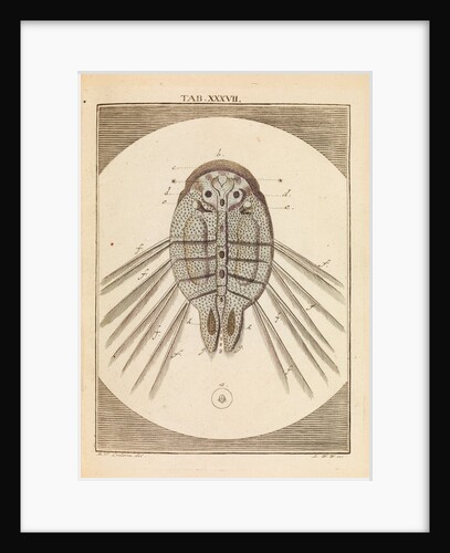 Carp louse by Martin Frobene Ledermuller