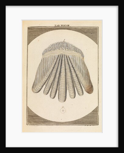 Perch scale by Martin Frobene Ledermuller