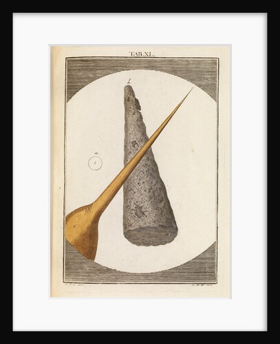 Needle tip and bee stinger by Martin Frobene Ledermuller