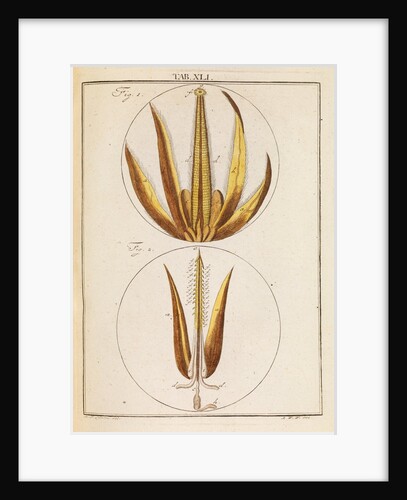 Bee proboscis and stinger by Martin Frobene Ledermuller