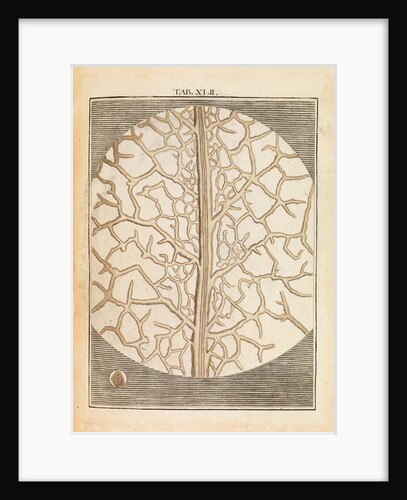 Pear leaf structure by Martin Frobene Ledermuller