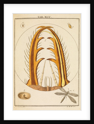 Antlion jaws by Martin Frobene Ledermuller