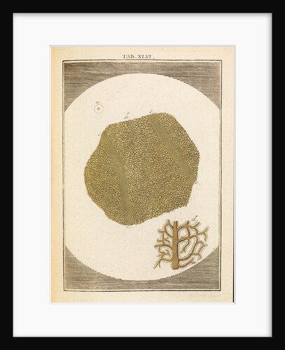 Leaf surface by Martin Frobene Ledermuller