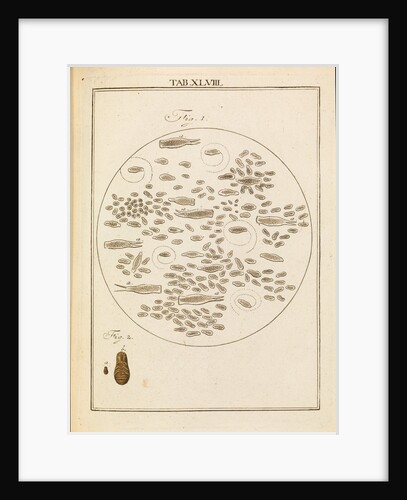 Micro-organisms by Martin Frobene Ledermuller