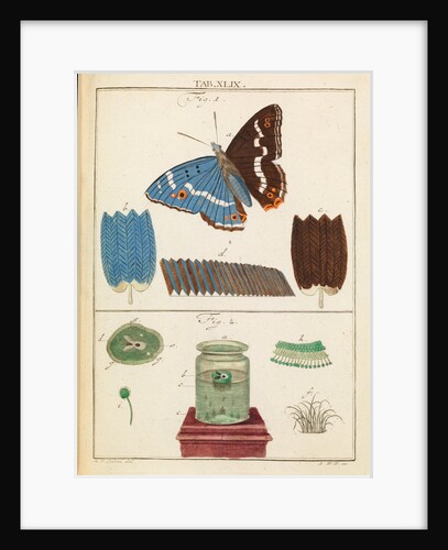 Butterfly wings and mould by Martin Frobene Ledermuller