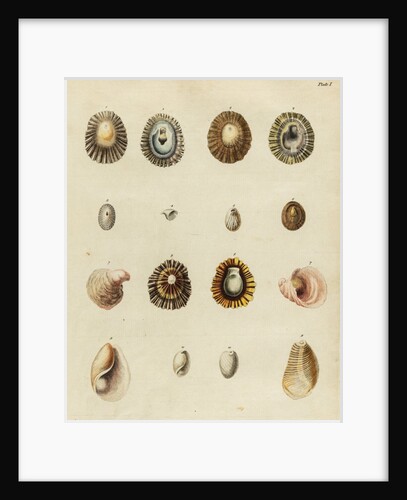 Shell specimens by Emanuel Mendes da Costa