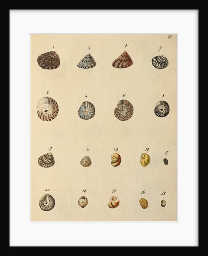 Shell specimens by Emanuel Mendes da Costa