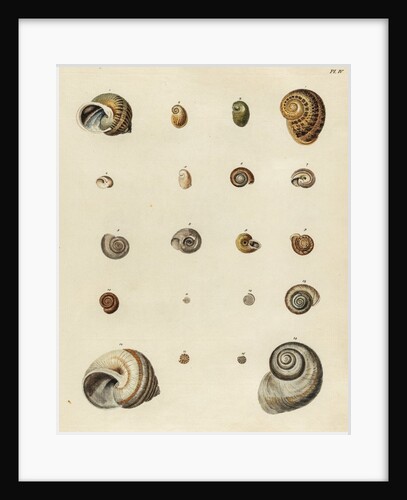 Snail shell specimens by Emanuel Mendes da Costa