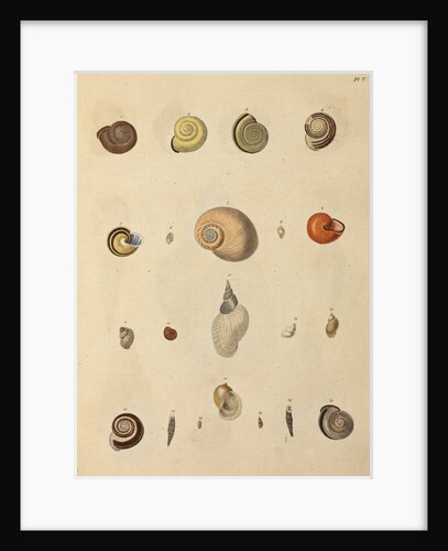 Snail shell specimens by Emanuel Mendes da Costa