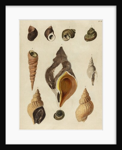 Shell specimens by Emanuel Mendes da Costa
