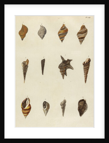 Shell specimens by Emanuel Mendes da Costa