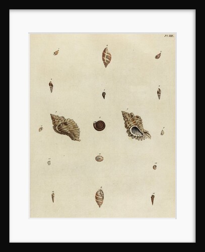 Shell specimens by Emanuel Mendes da Costa