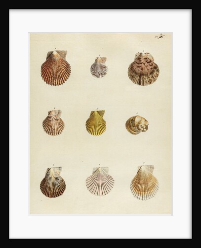 Shell specimens by Emanuel Mendes da Costa