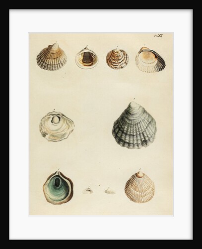 Shell specimens by Emanuel Mendes da Costa