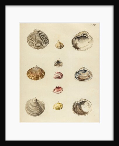 Shell specimens by Emanuel Mendes da Costa