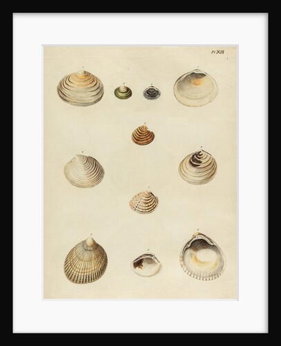 Shell specimens by Emanuel Mendes da Costa