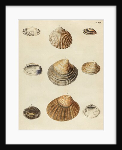 Shell specimens by Emanuel Mendes da Costa