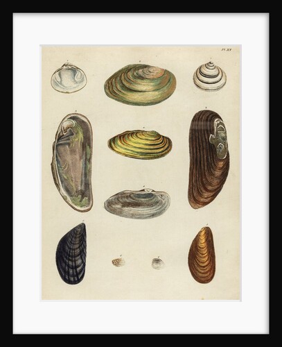 Shell specimens by Emanuel Mendes da Costa