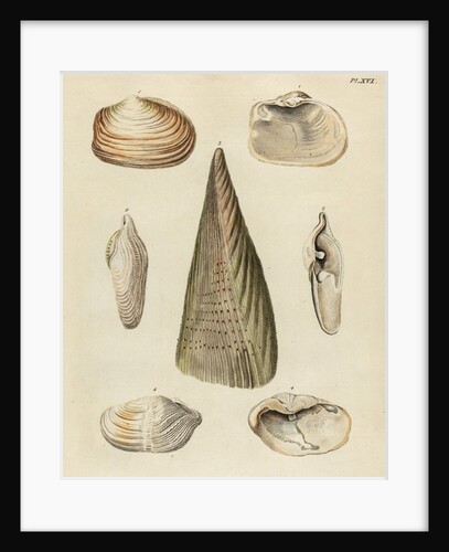 Shell specimens by Emanuel Mendes da Costa
