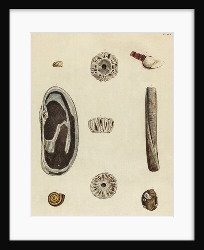 Shell specimens by Emanuel Mendes da Costa