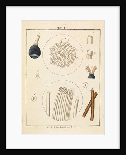 Calf optic nerve by Adam Wolfgang Winterschmidt