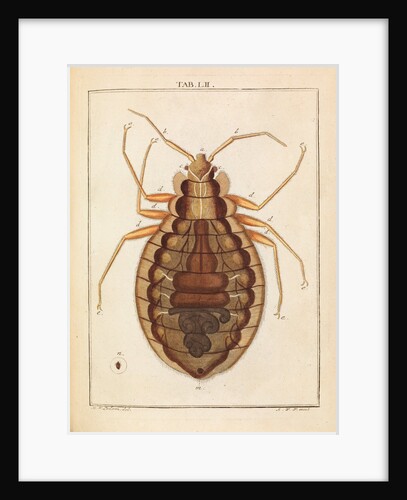 Bedbug by Adam Wolfgang Winterschmidt