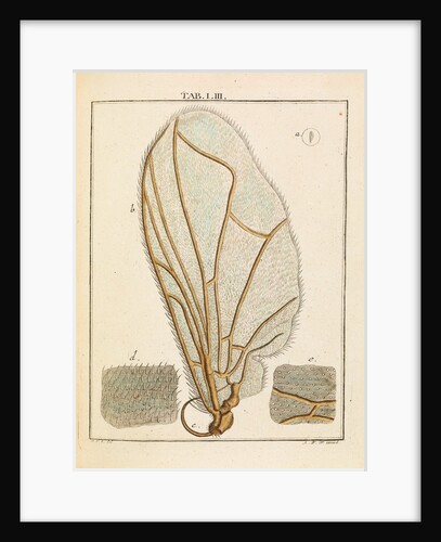 Fly wing by Adam Wolfgang Winterschmidt