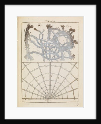 Brabant lace and spider silk by Adam Wolfgang Winterschmidt