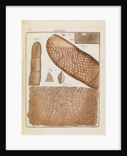 Human skin by Adam Wolfgang Winterschmidt