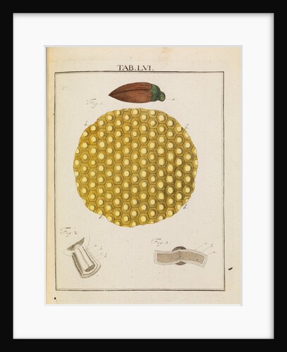 Insect eye by Adam Wolfgang Winterschmidt