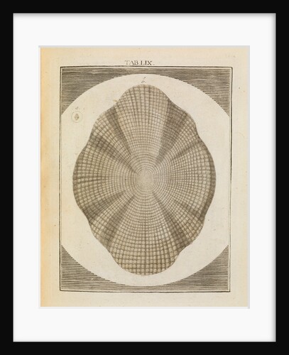 Hake scale by Adam Wolfgang Winterschmidt