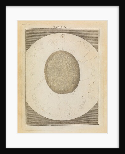 Carp spawn by Adam Wolfgang Winterschmidt