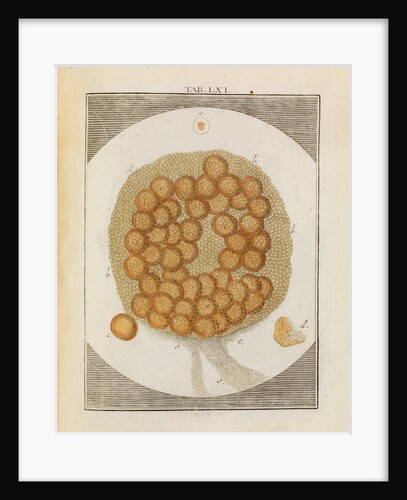 Carp ovary by Adam Wolfgang Winterschmidt