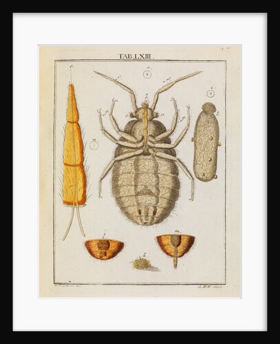 Bedbug by Adam Wolfgang Winterschmidt