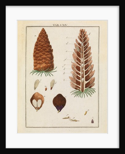 Red fir tree cone and moth by Adam Wolfgang Winterschmidt